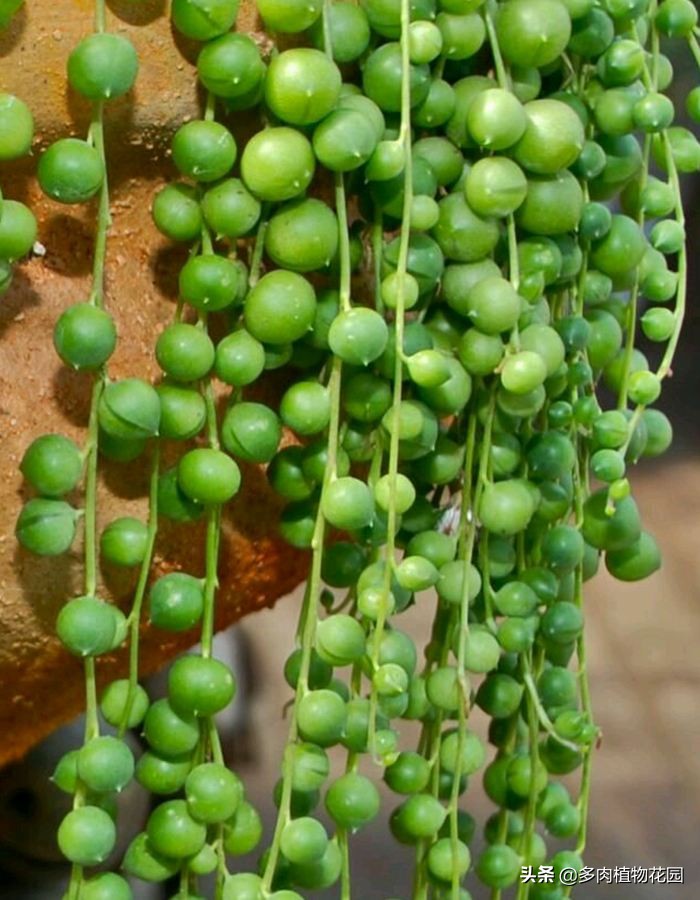 佛珠怎么养又圆又好看,佛珠不戴了要怎么处理