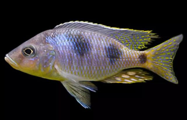 闈炴床鎱堥卜浠嬬粛,闈炴床鎱堥卜