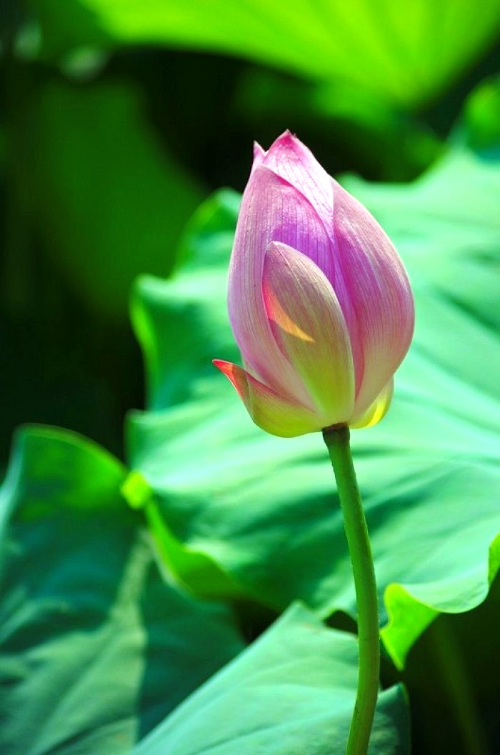 励志人生感悟正能量句子经典,正能量励志激情经典语录