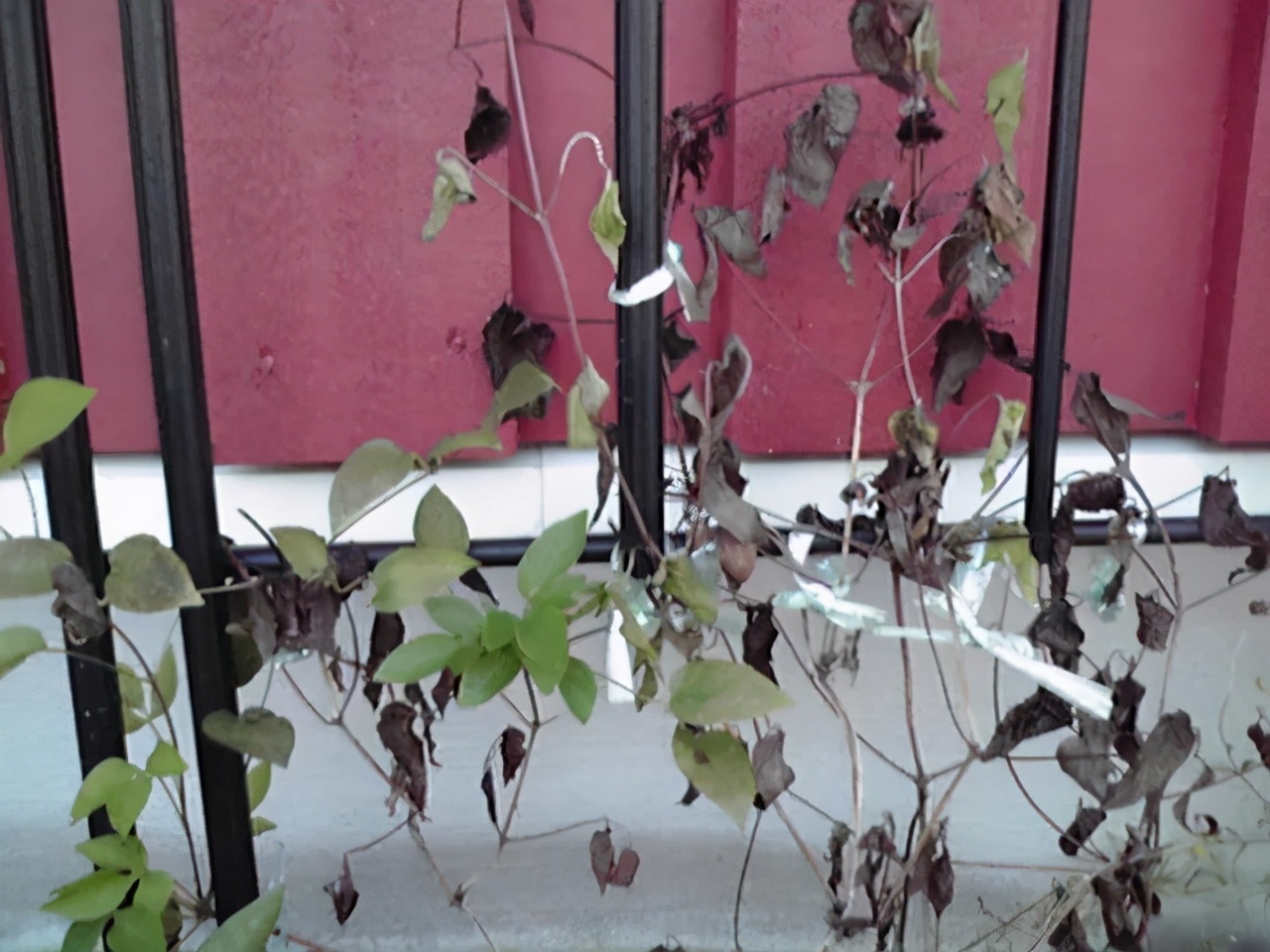 铁线莲春季萌芽后肥水管理,铁线莲大苗春季换盆的正确方法