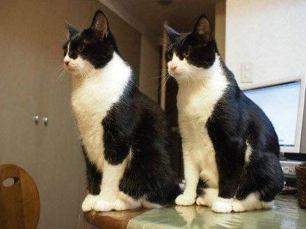 这些名贵的中华田园猫你都知道吗,中华田园猫中最稀有的田园猫排名