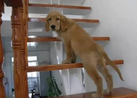 铲屎官发现遛狗的好办法,当代铲屎官出门遛狗新方式