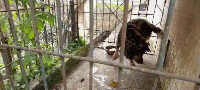 藏獒被关笼中十二年，铁笼已被焊死，主人就住隔壁，却不管它死活