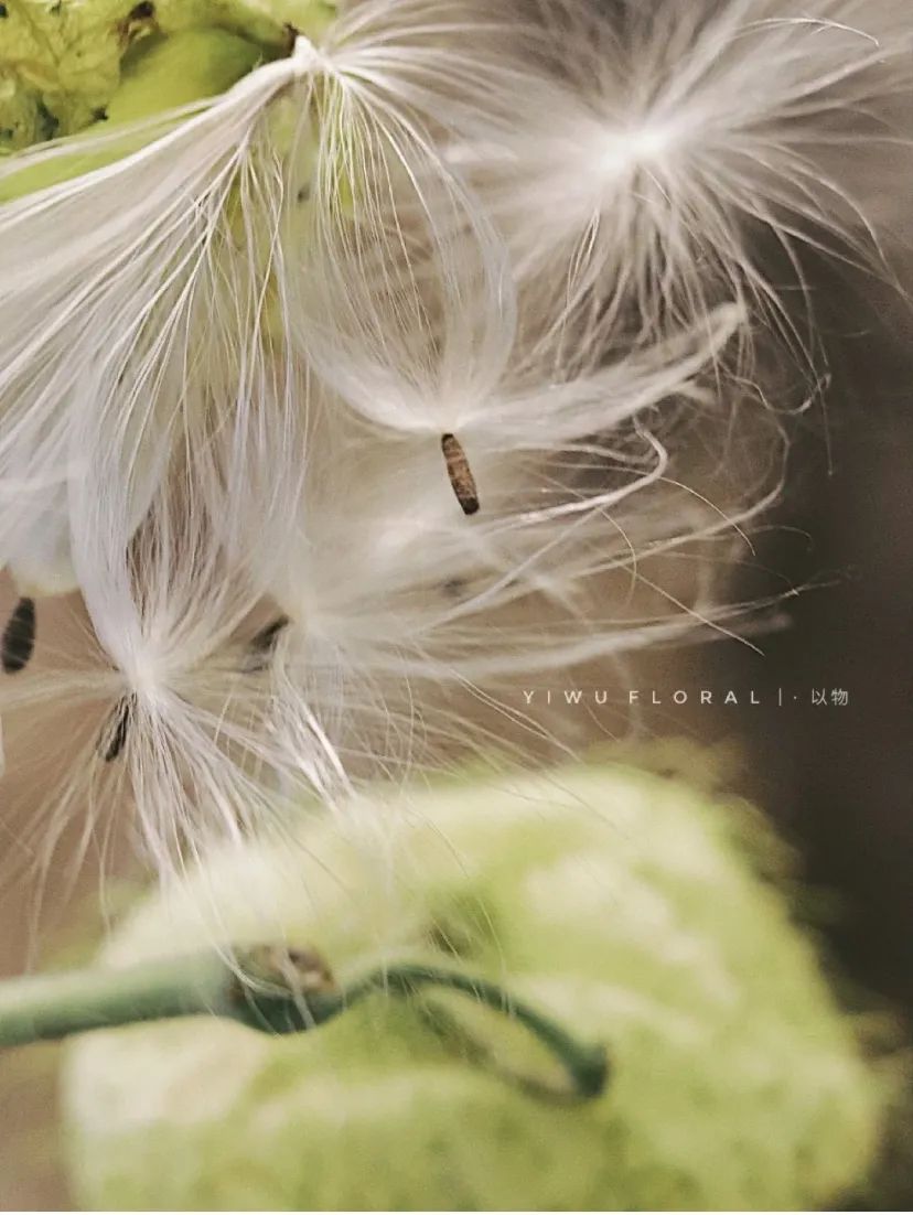 家里要有氛围感什么花比较好,家里高级的花