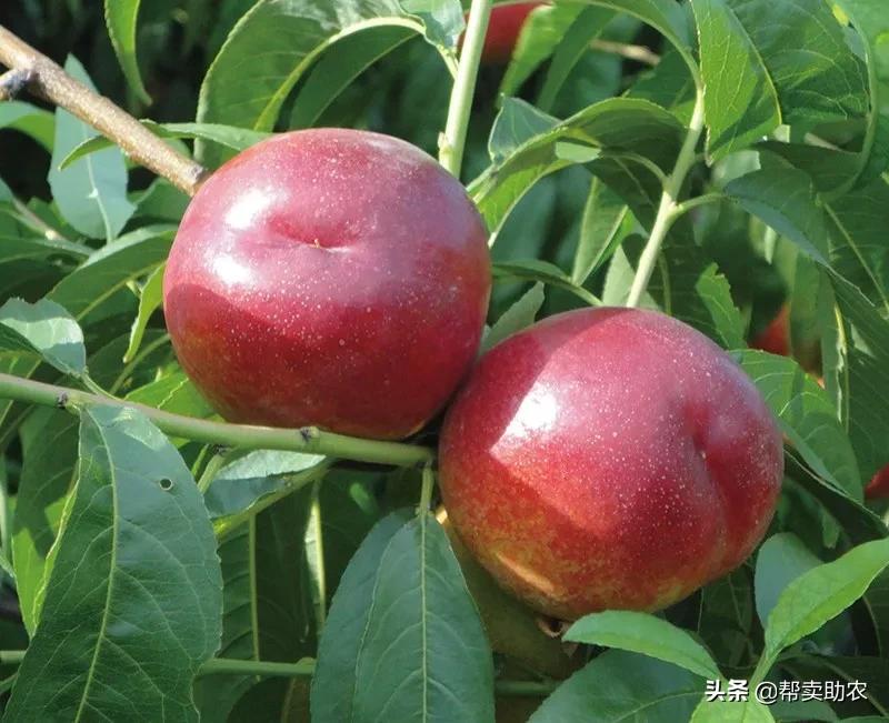 油桃脆甜多汁爽口,一口下去黄桃果肉绵密清爽冰沙