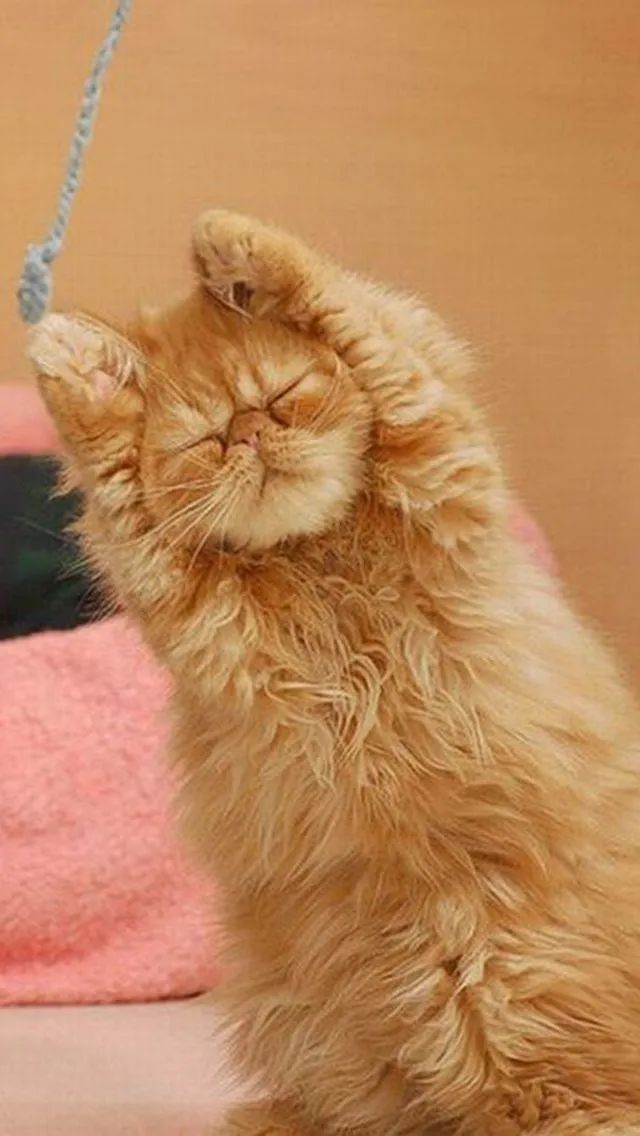 奶猫吸入性肺炎的症状和表现,猫宫庄园