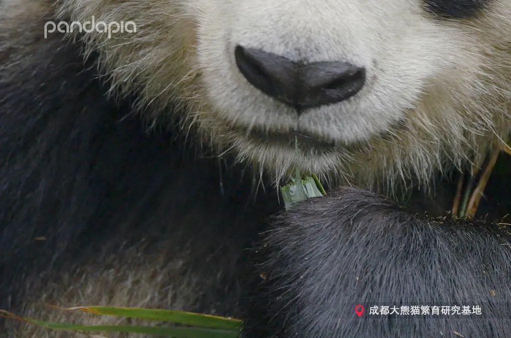 大熊猫快速吃竹笋,大熊猫吃竹子图片