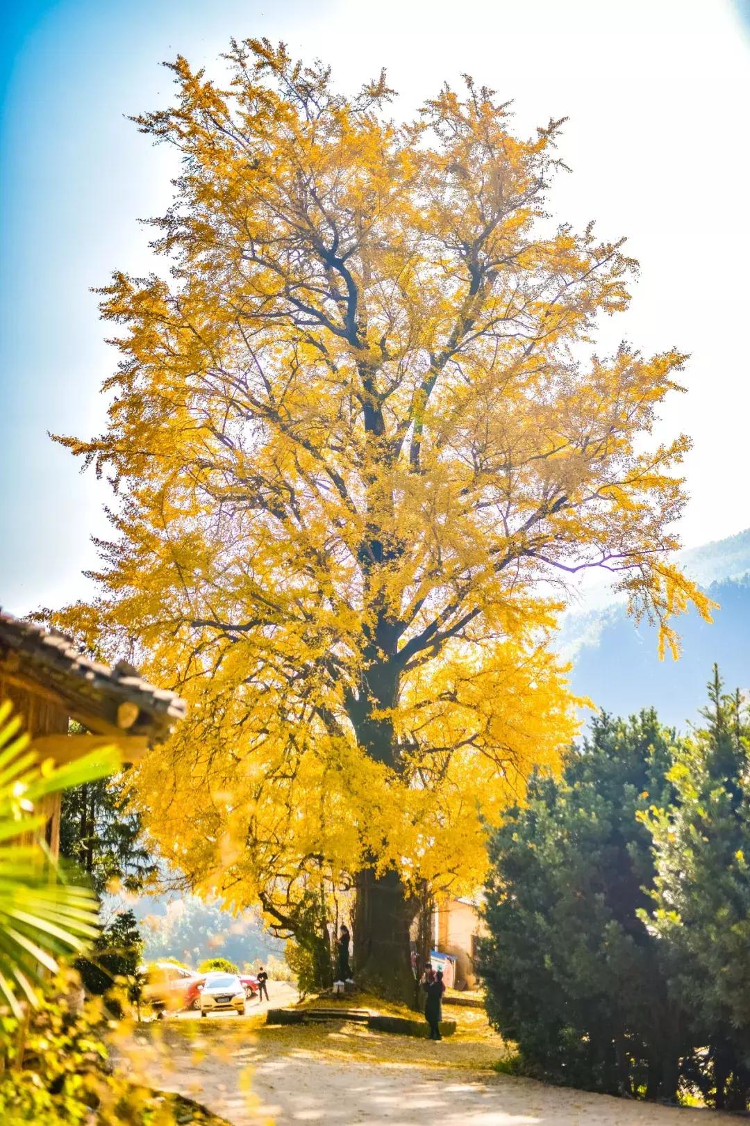 适合五一的浏阳民宿,浏阳最美民宿