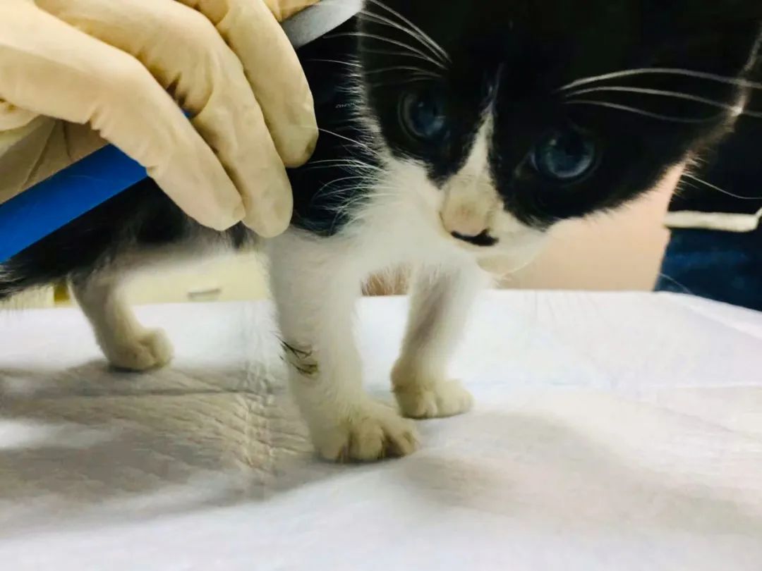 毛孩子散步回家,毛孩子去新家从此不再流浪