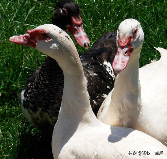 鸡人工助产有什么影响,鸭子人工助产怎么判断吸收好了