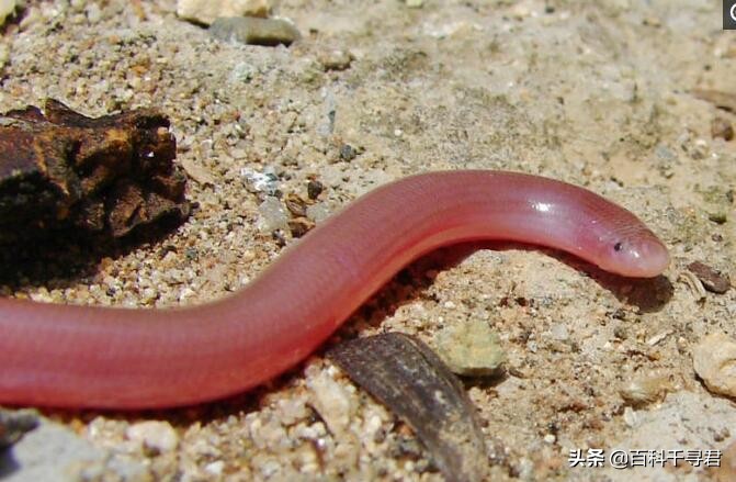 有哪些非常非常可怕的蛇类,人们最害怕的是大型蛇类