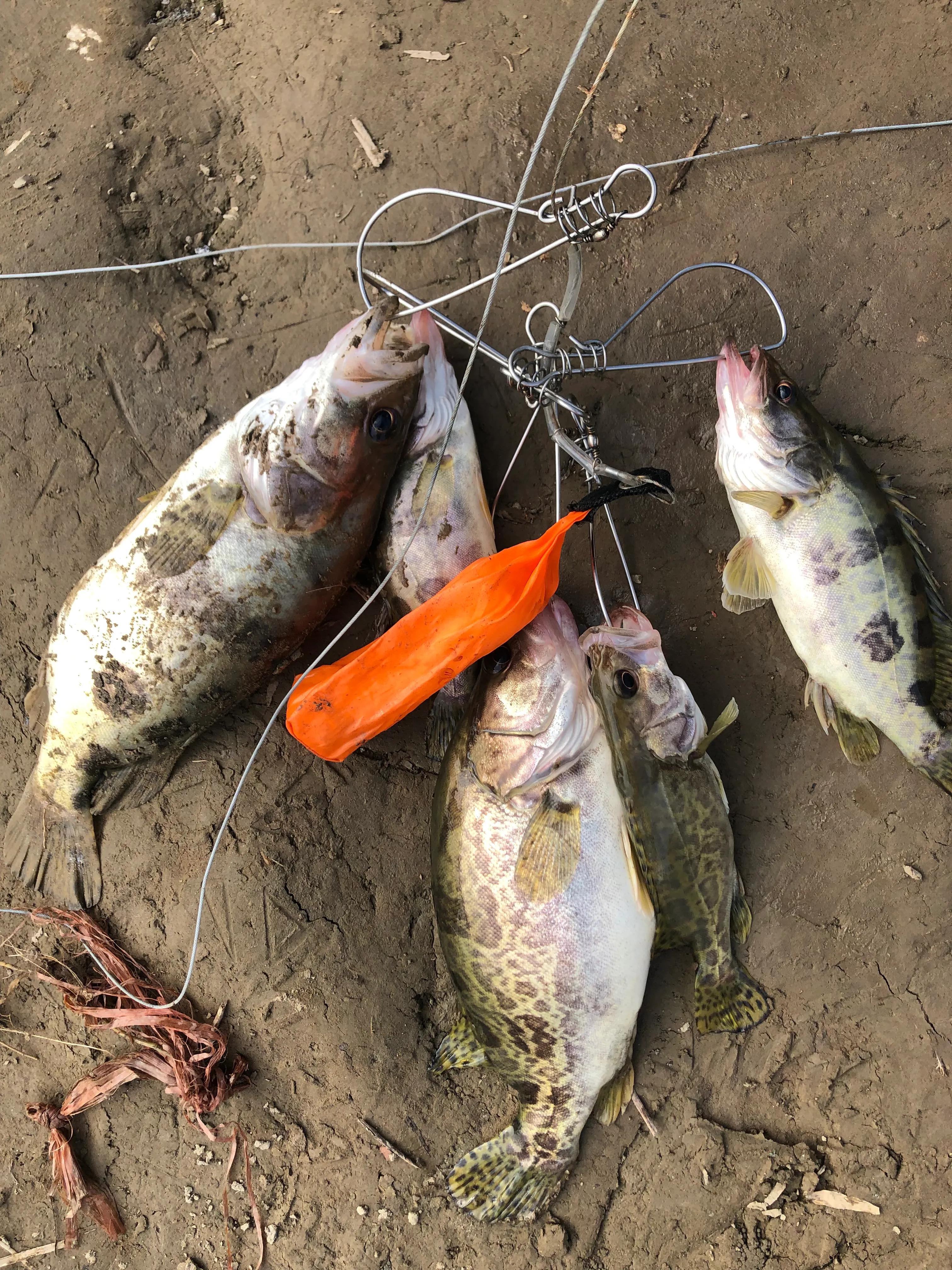 成都哪里路亚野钓太阳鱼,最近成都锦江路亚野钓地点大全