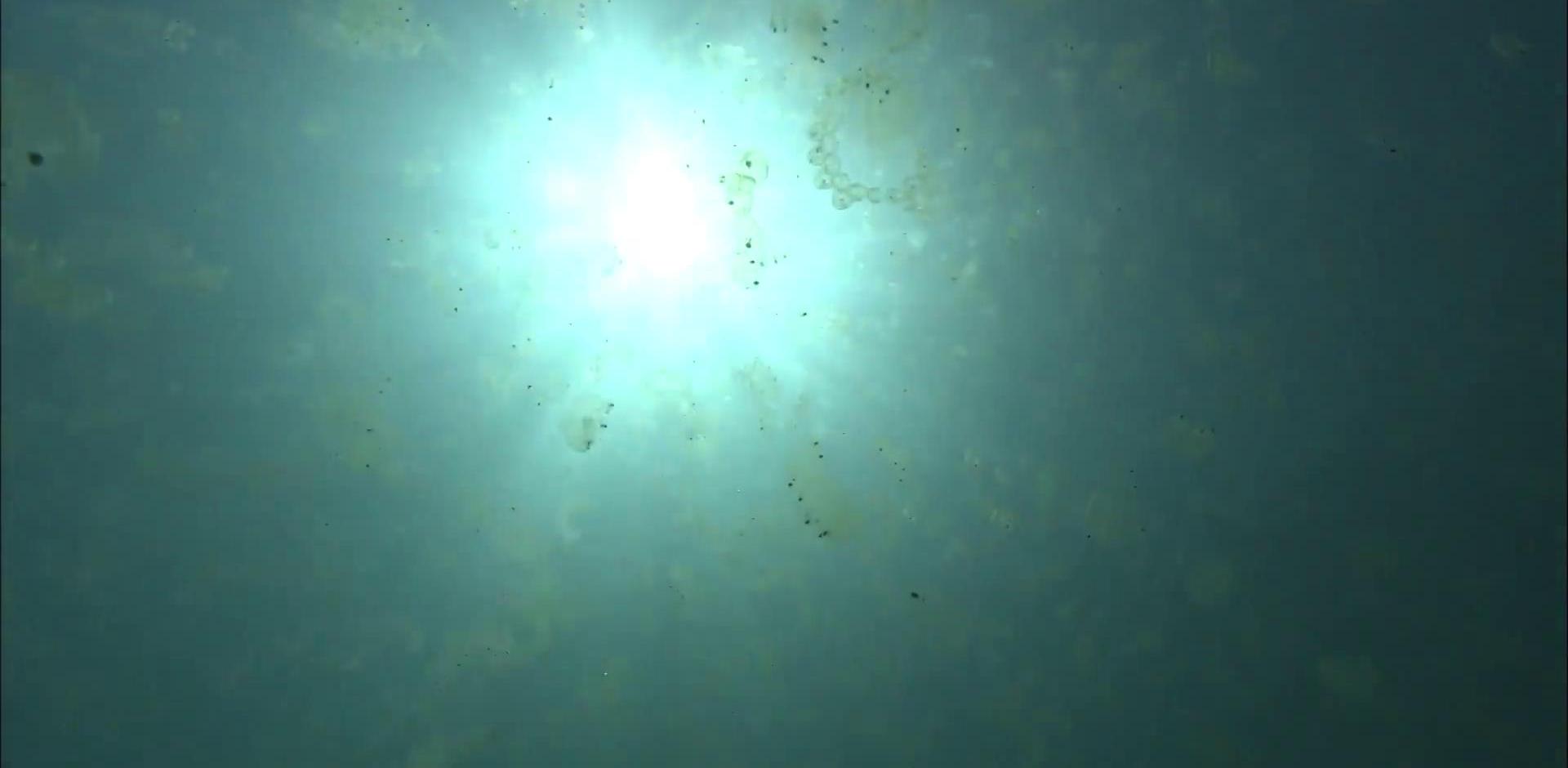 显微镜下的海洋生物,显微镜下的海洋