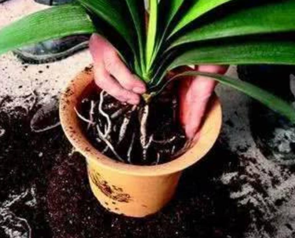 君子兰什么时候适合换盆怎么换盆,君子兰换盆期的正确养护方法