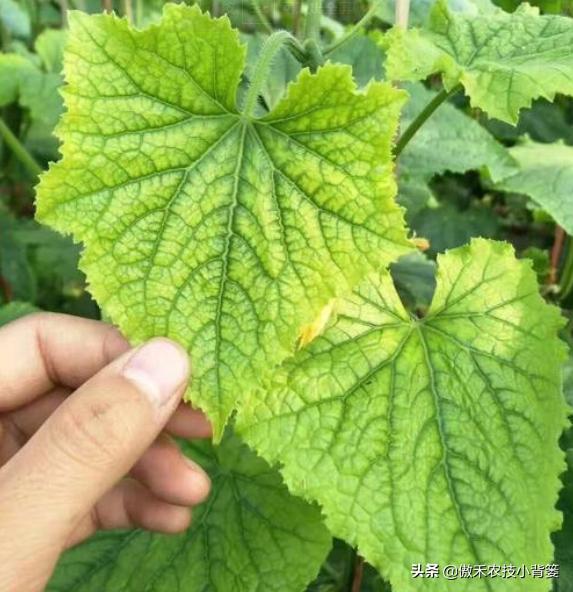 花卉绿植黄叶枯叶如何处理,花卉绿植黄叶原因是什么