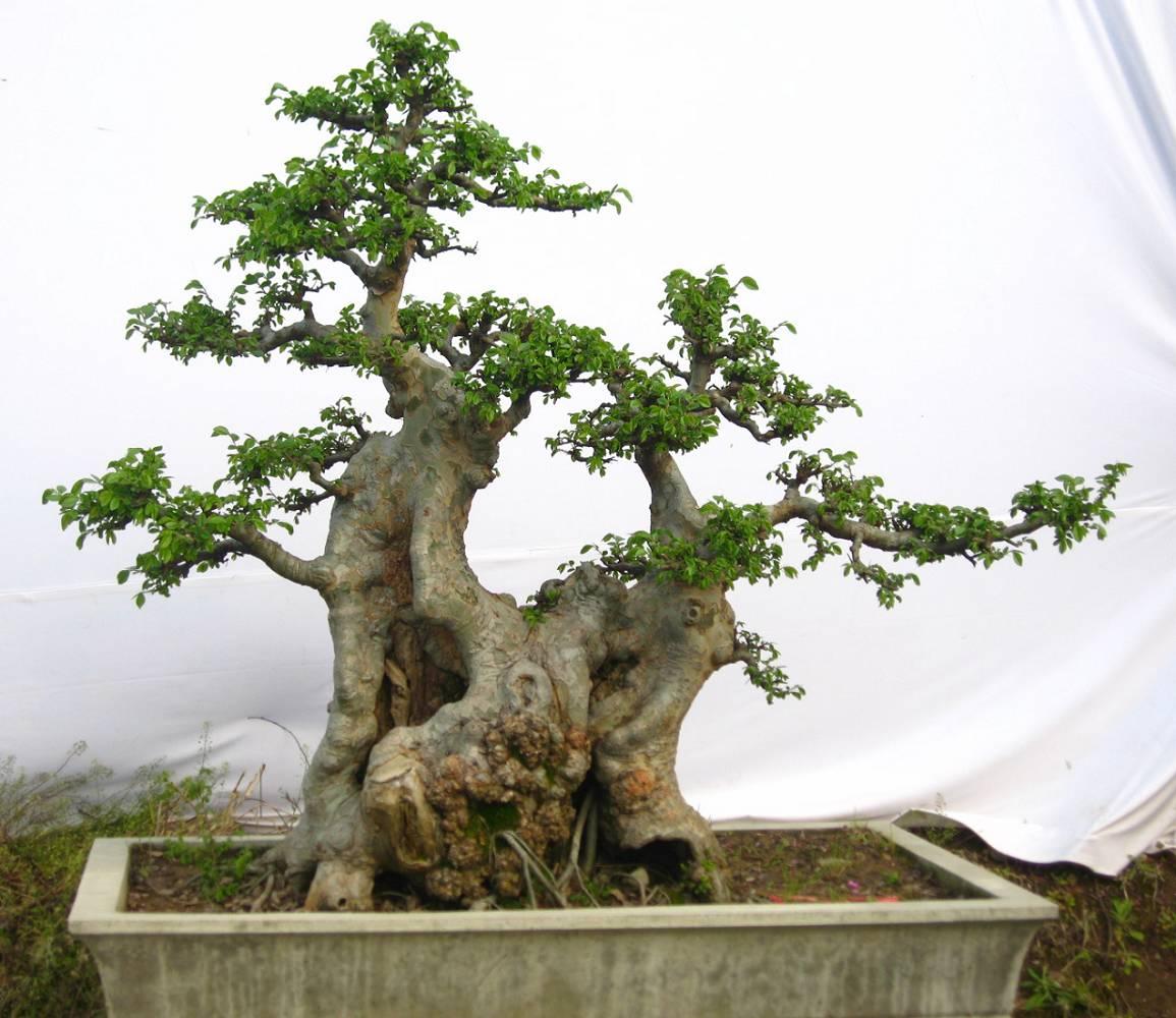 刚采挖的盆景树桩怎么提高成活率,下山老树盆景桩怎样管理