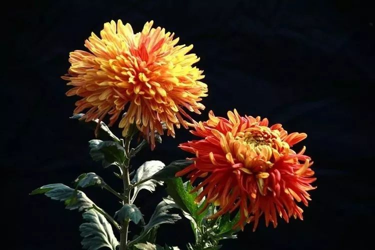 花中四君子菊花国画用笔,花中四君子菊花高清图片