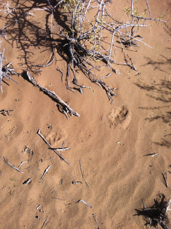 徒步穿越巴丹吉林沙漠路线,穿越巴丹吉林沙漠四日游