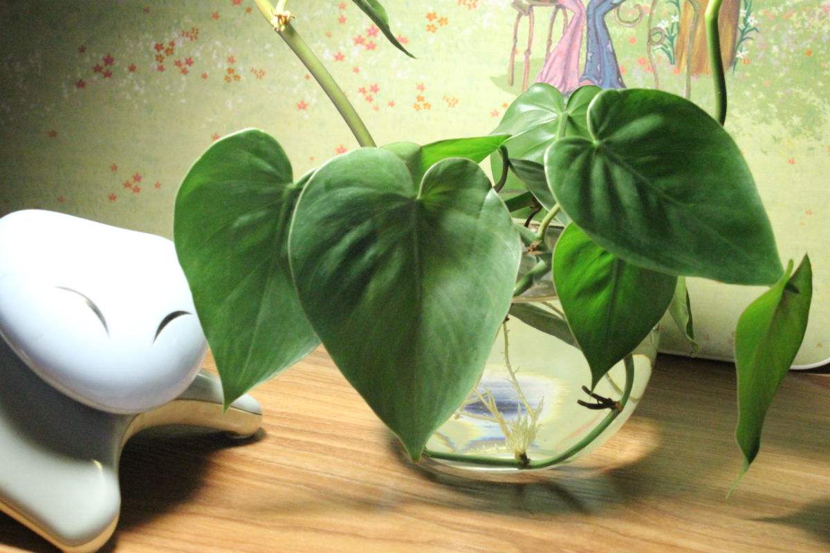 绿萝叶子越长新叶子越小怎么回事,绿萝叶子有大有小怎么办