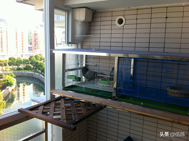 天落鸟最佳配对技巧,天落鸟是怎样招来的