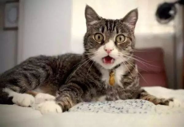 猫咪爱吃异物怎么办?如何纠正猫咪的异食症?