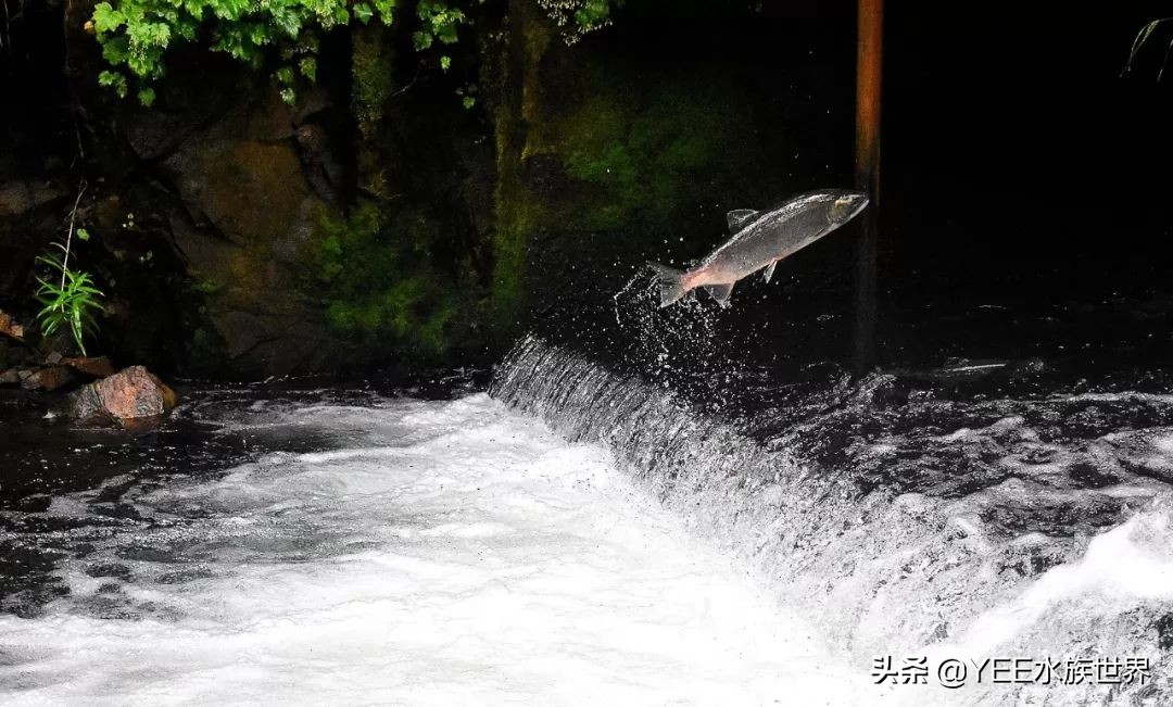 鱼缸没有鱼可以放硝化细菌吗,鱼缸没有硝化细菌可以用过滤器吗