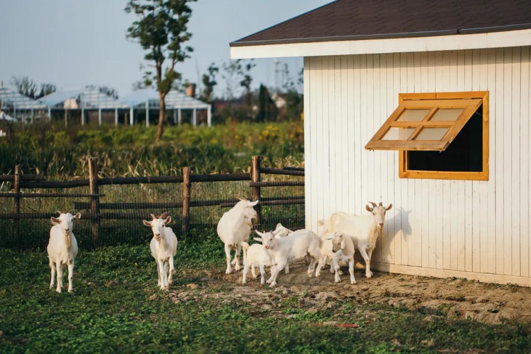 美到犯规！这个500亩的有机庄园，成三产融合教科书