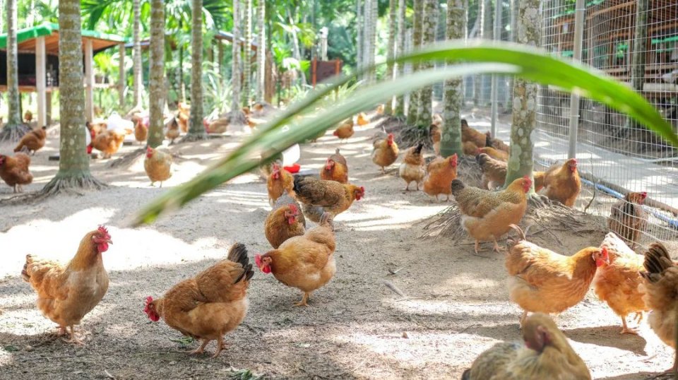 椰子鸡6个人一只鸡够吗,三个椰子原生态椰子鸡188套餐