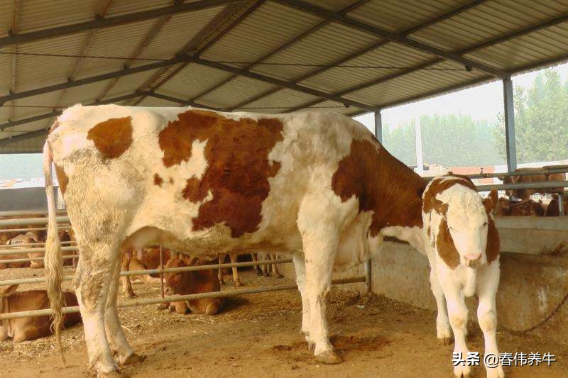 怎样判断母牛怀孕牛犊是公是母,母牛如何从眼睛判断怀孕