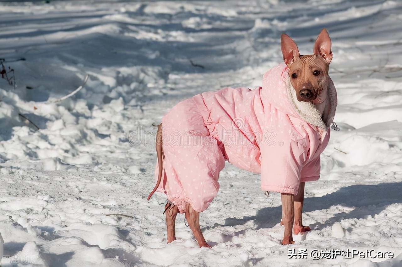 狗狗买衣服,给狗狗买玩具有什么要注意的