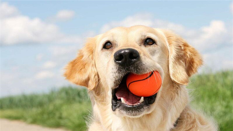 如何给狗“修脚毛”？还有这神奇好处！