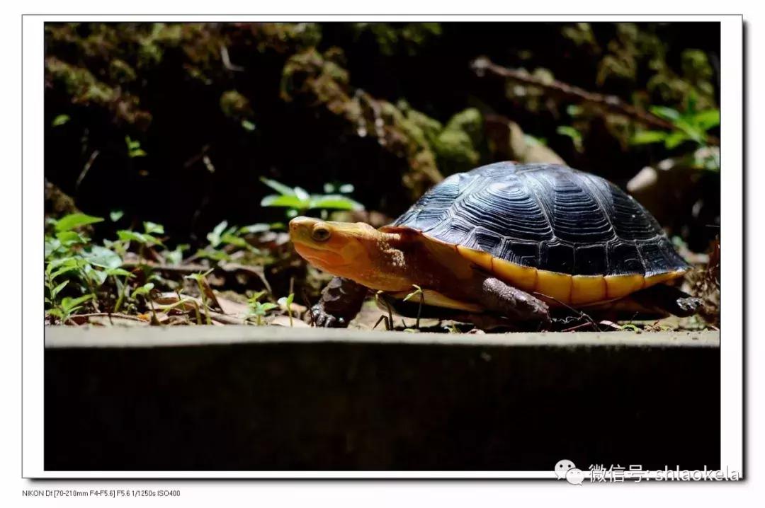 黄缘乌龟宠物,黄缘龟喜欢的植物