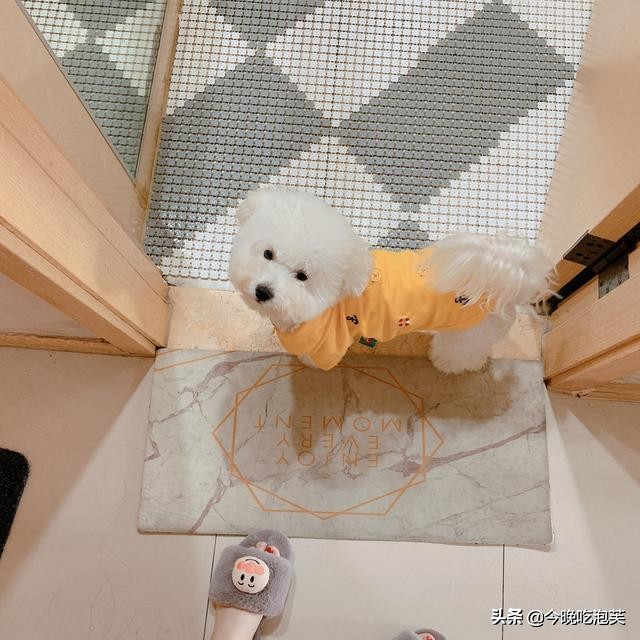 比熊特别粘人怎么办,比熊粘人还是泰迪粘人