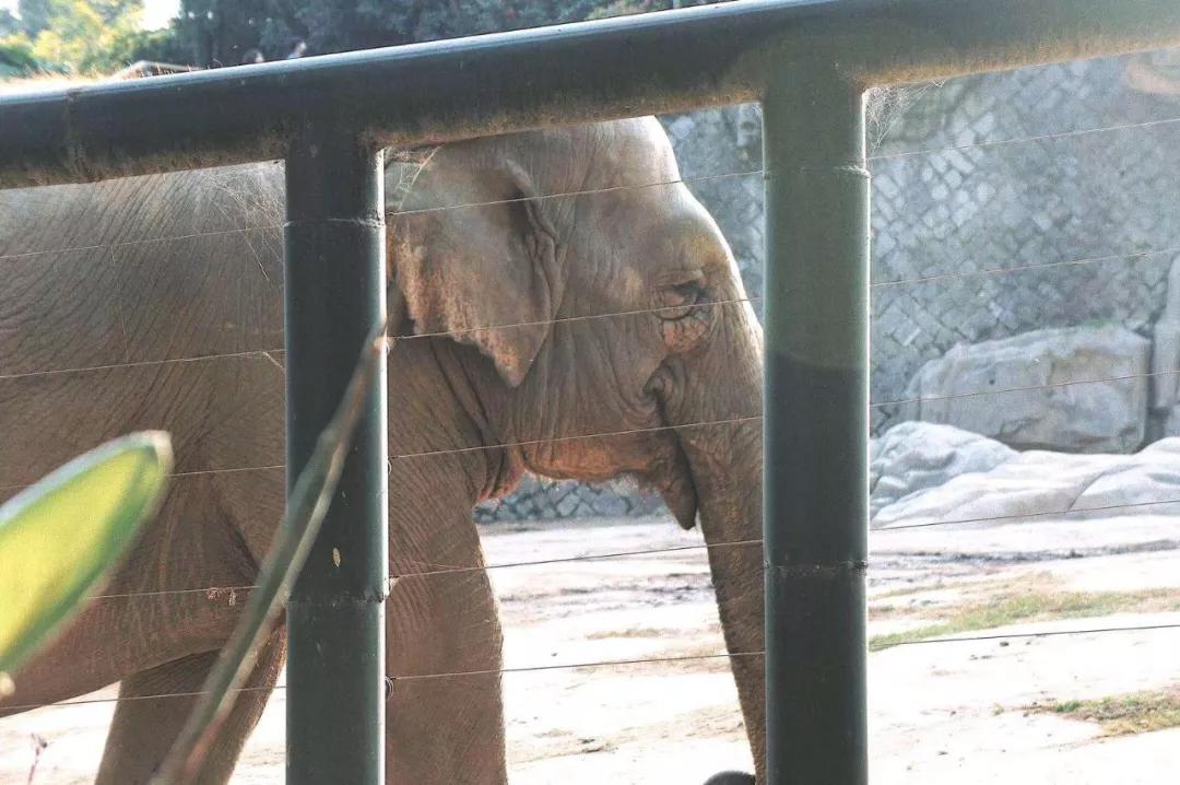 在动物园散步才是正经事|暴走福州