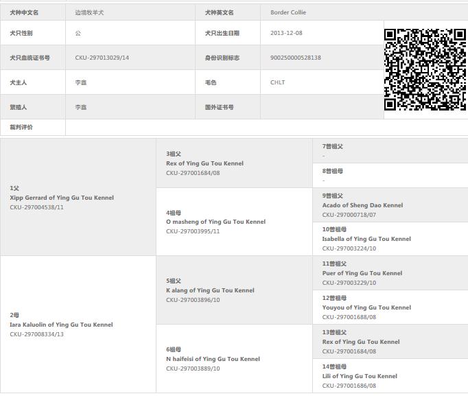 西安边境牧羊犬领养,领养边境牧羊犬幼崽