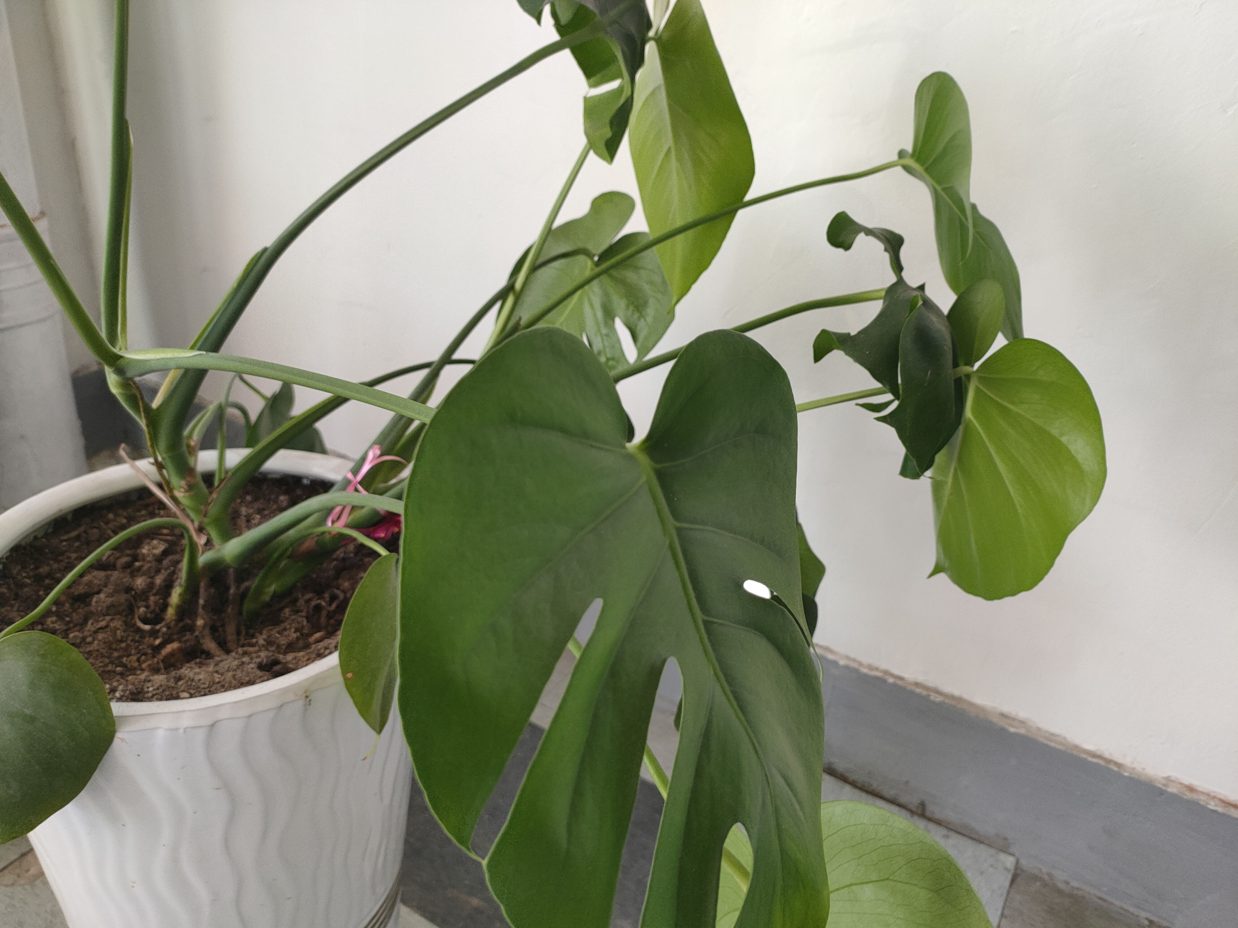 龟背竹叶子发软下垂叶片薄怎么办,龟背竹叶子尖发黄枯萎怎么办