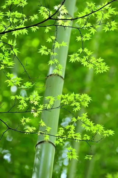 花中四君子为何是梅兰竹菊,花中四君子梅兰竹菊的顺序