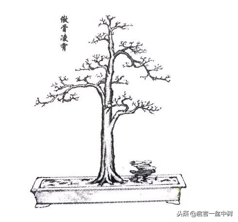 盆景欣赏直杆,双杆式直杆盆景的造型