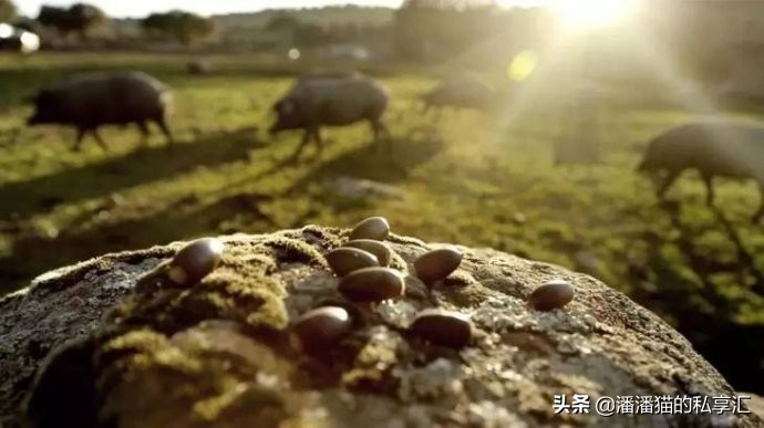 怎么辨别西班牙火腿的品质,遇到好腿应该怎么吃