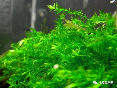 皇冠水草品种大全,亚马逊水草品种