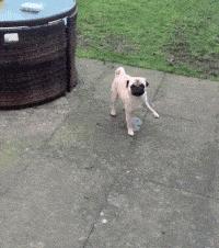 狗言狗语,中国的狗和外国的狗语言一样吗