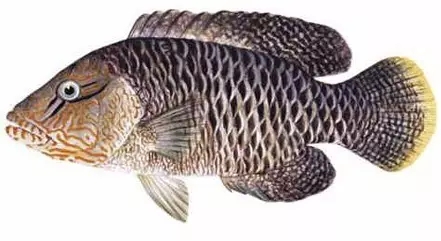 目前最顶级的海鲜鱼,世界上最顶级的海产鱼类