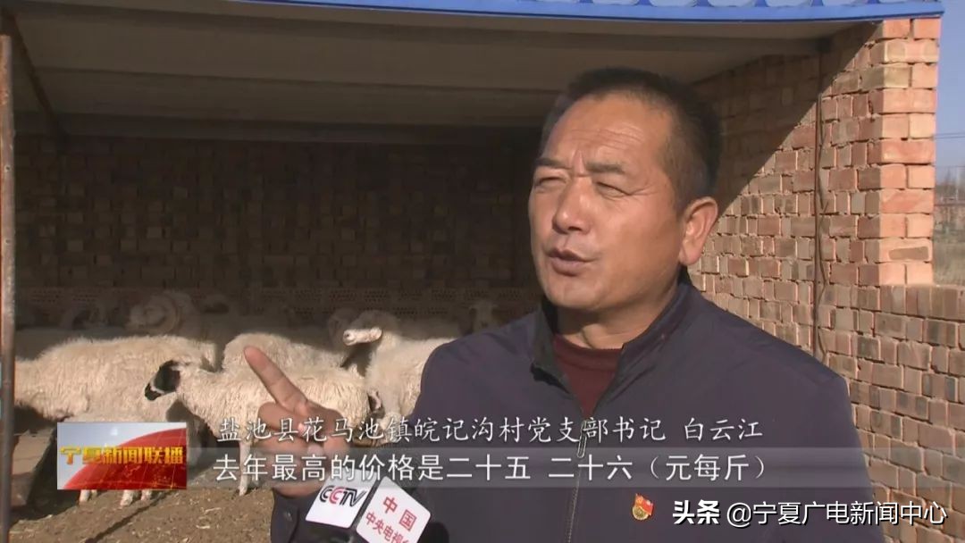 盐池滩羊市场行情,盐池滩羊价格最新行情