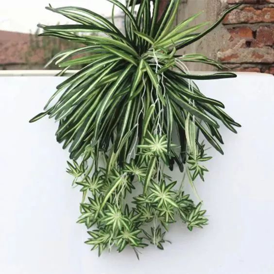 厨房除油烟味的植物,厨房吸油烟除异味