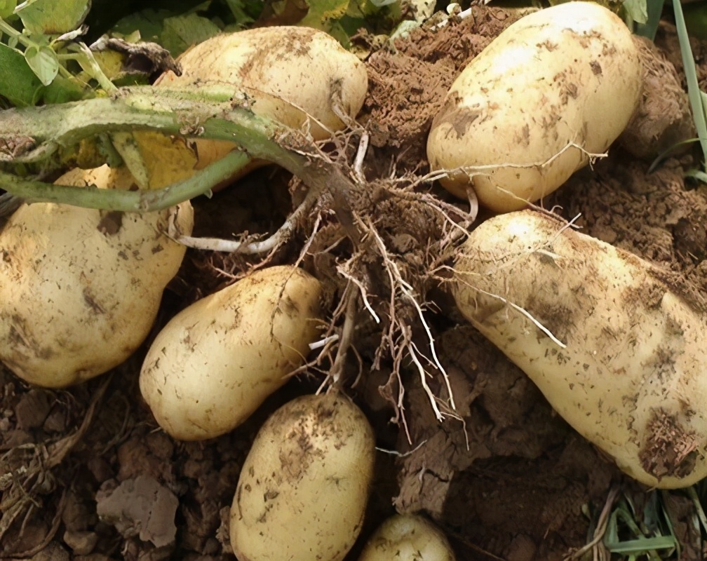 种植马铃薯教程全过程视频,请教你种植土豆的方法