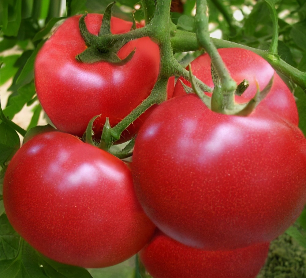 万稼能银离子,万稼能杀菌剂是治疗还是防治