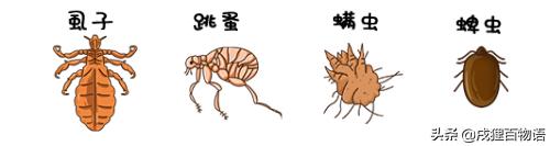 学习！狗狗的驱虫药，如何选择？