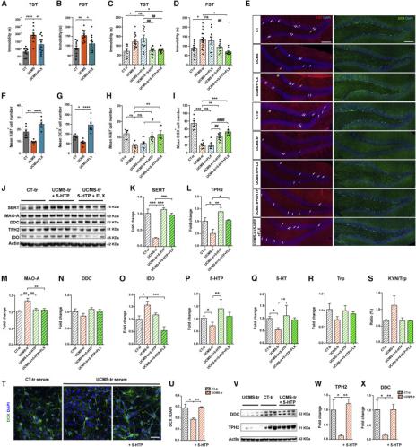 双歧杆菌可以治疗抑郁焦虑吗,抑郁患者吃双歧杆菌有用吗