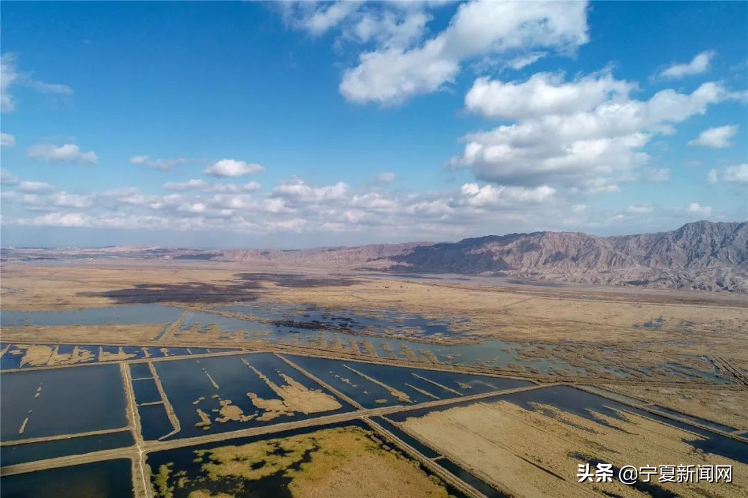 青铜峡鸟岛介绍,青铜峡鸟岛自然保护区能进吗