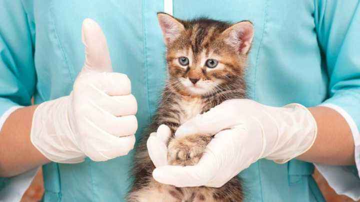 暴利宠物医院收割养宠人,真实的宠物医院盈利模式